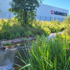 Bachlauf mit dichtem Schilf vor einer MENNEKES-Produktionshalle an sonnigem Tag.